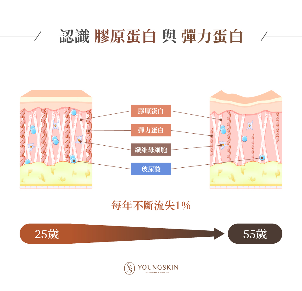 認識膠原蛋白與彈力蛋白
